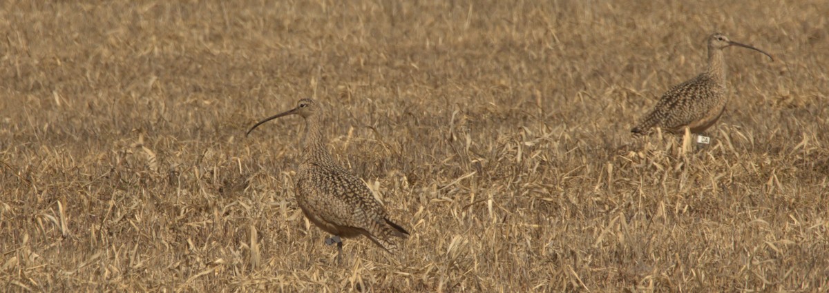 Long-billed Curlew - ML436876541