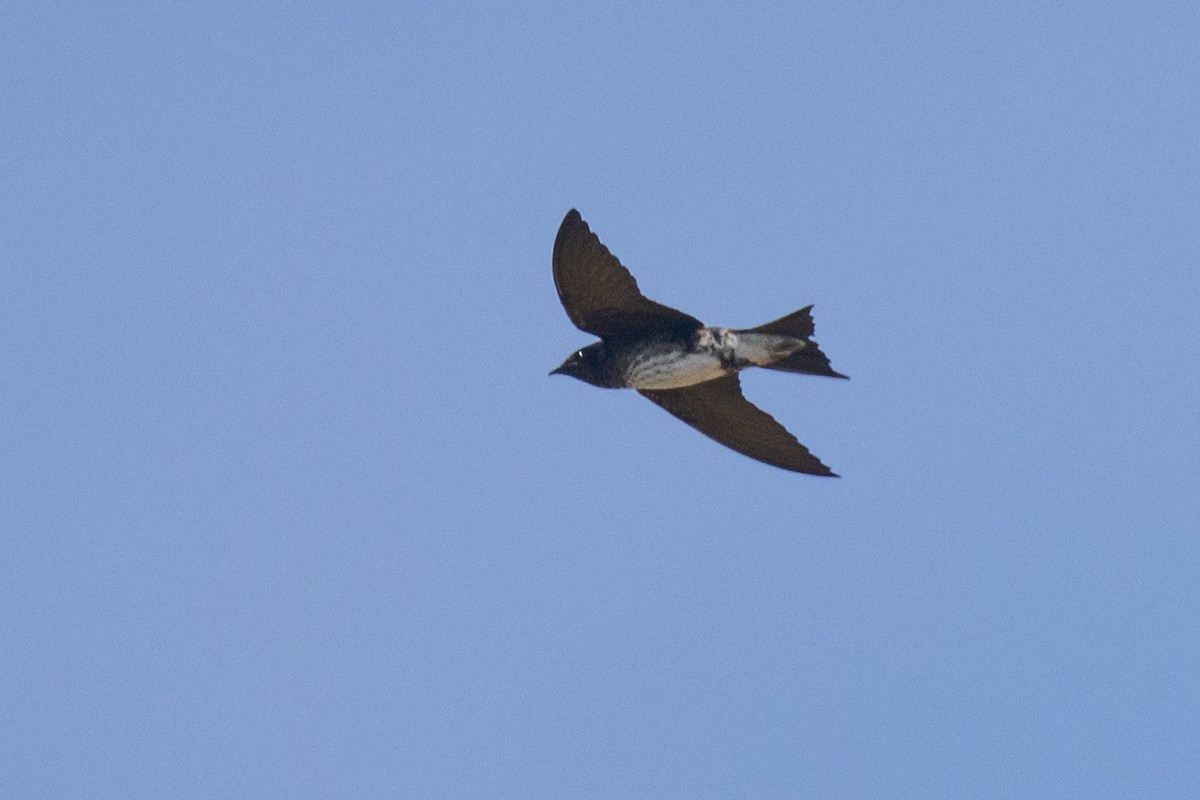 Purple Martin - ML436876941