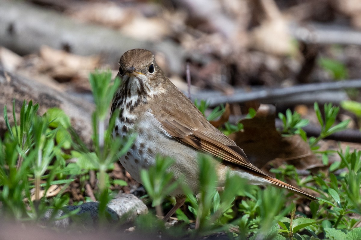 Hermit Thrush - ML436879641