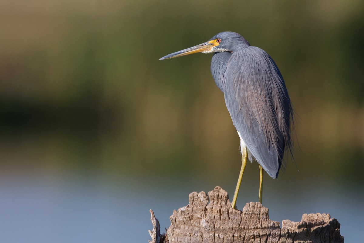 Tricolored Heron - John Whigham