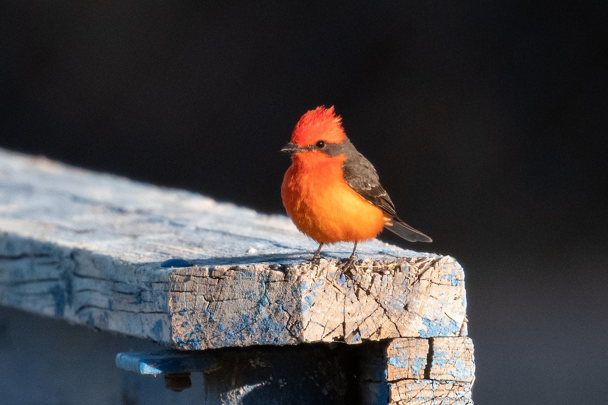 Vermilion Flycatcher - Steve Pearl