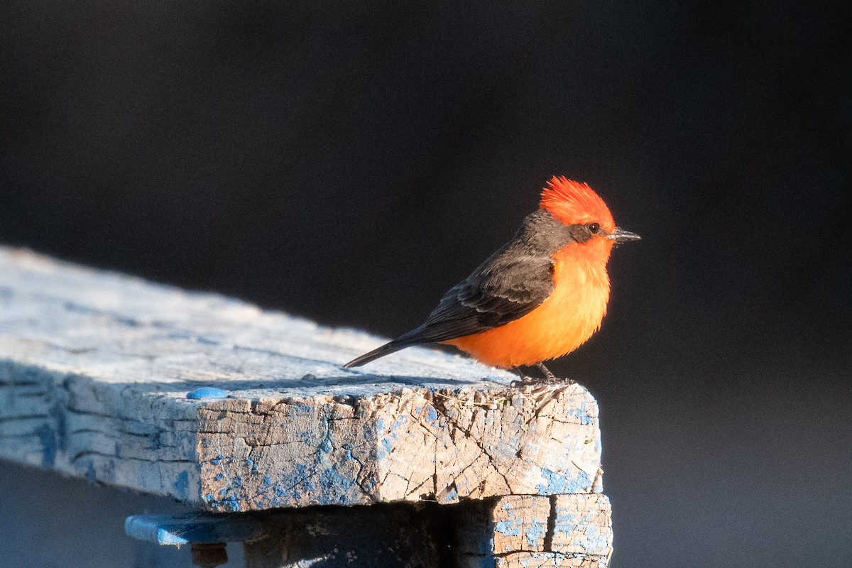 Vermilion Flycatcher - Steve Pearl