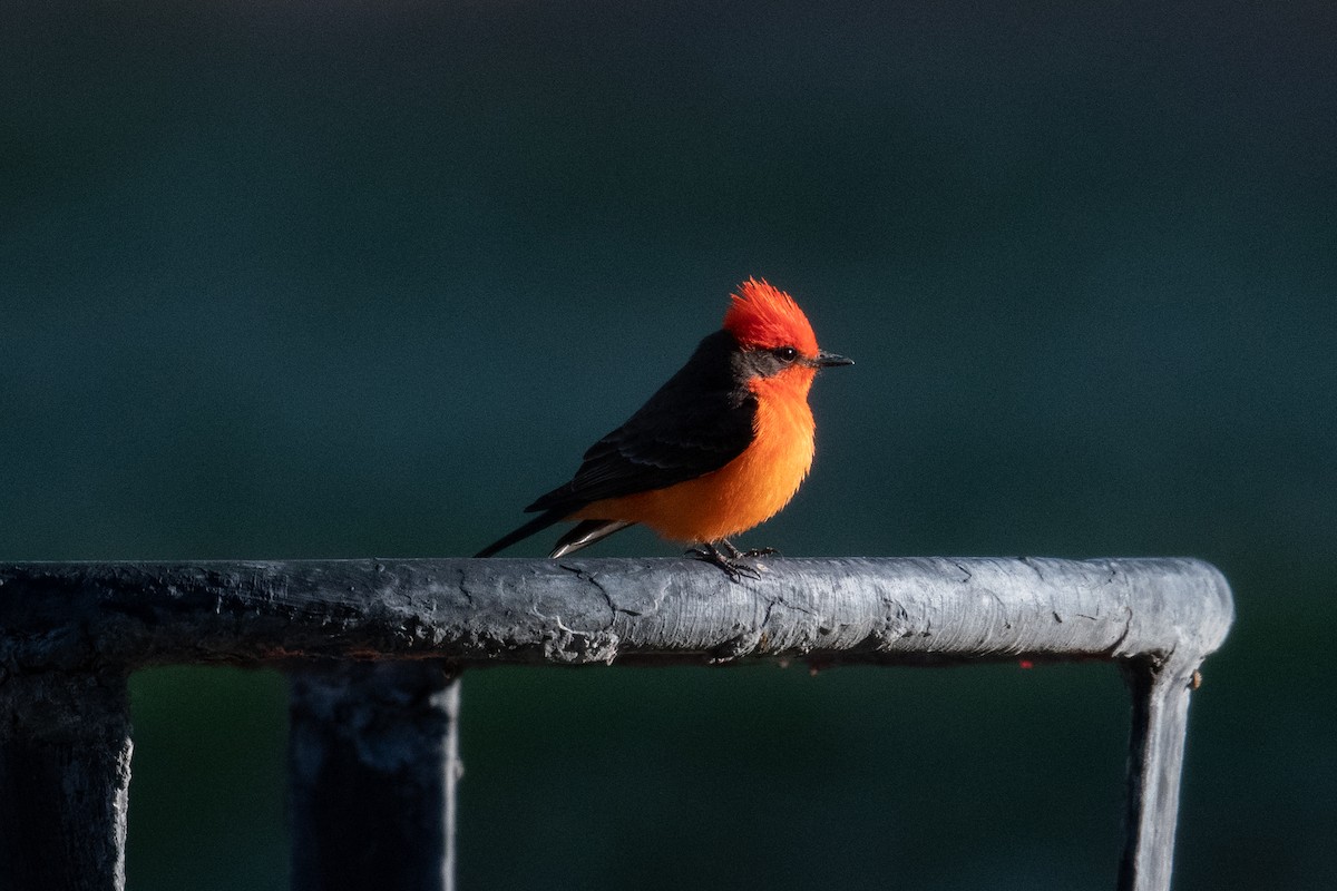 Vermilion Flycatcher - Steve Pearl