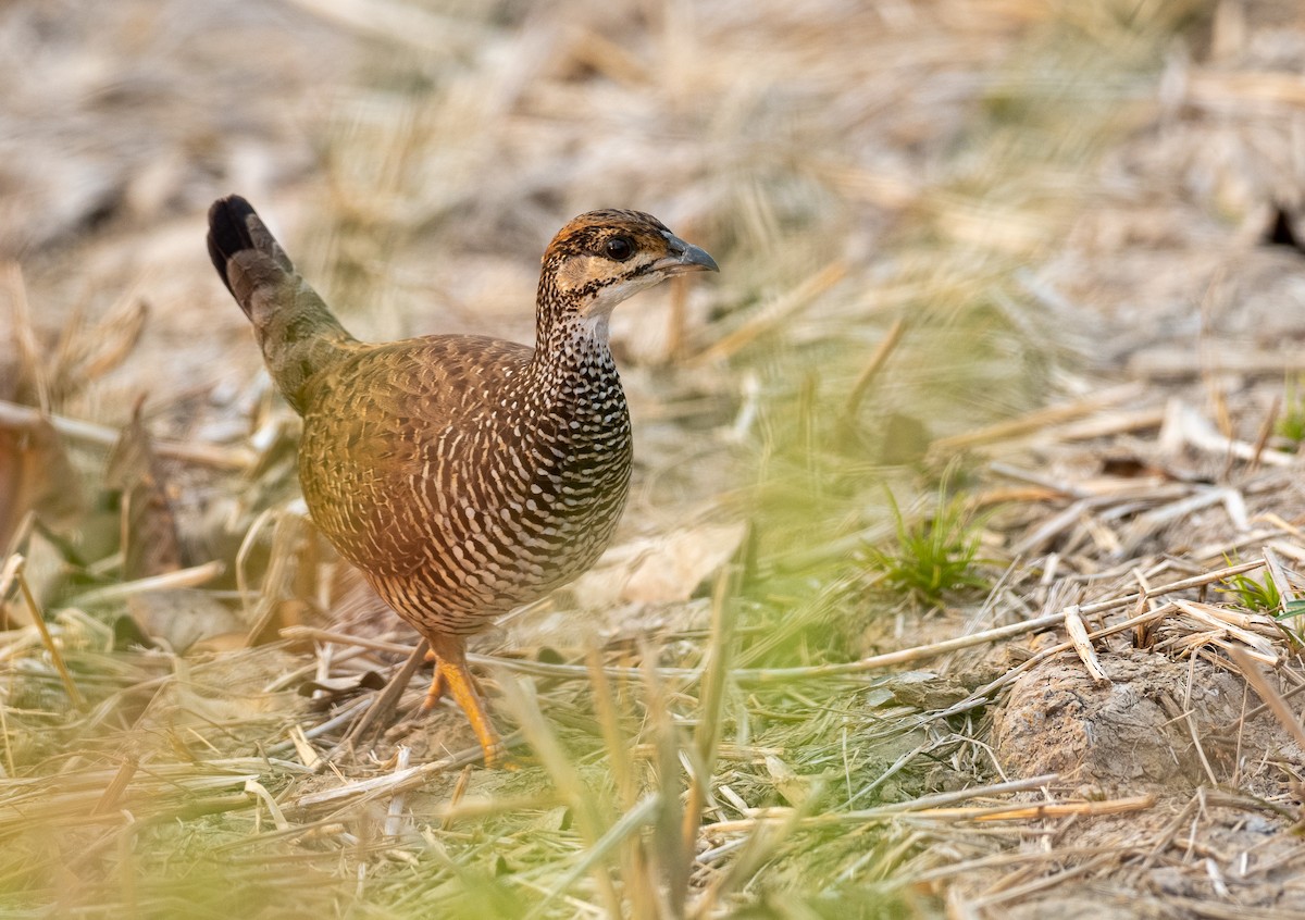 Chinese Francolin - Forest Botial-Jarvis