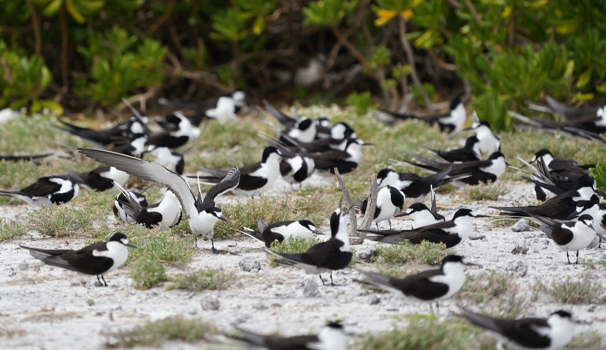 Sooty Tern - ML436881781