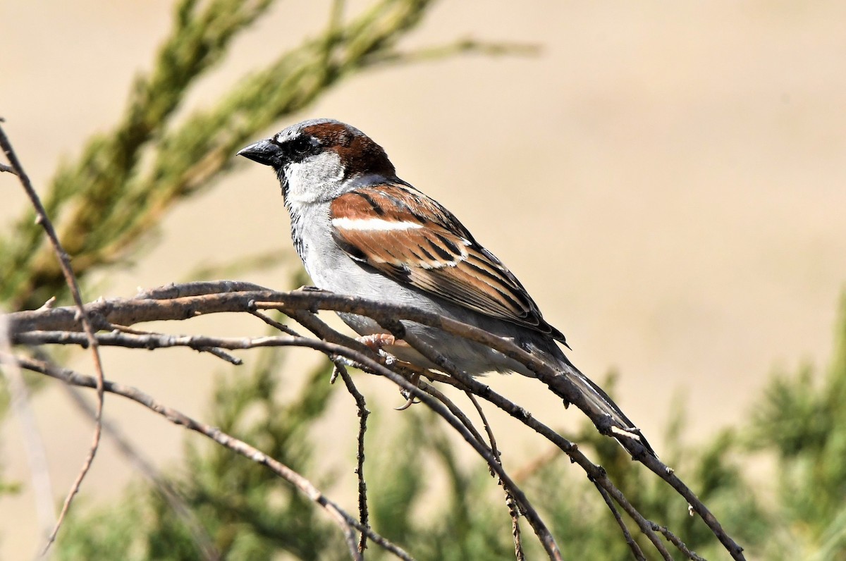House Sparrow - ML436882021