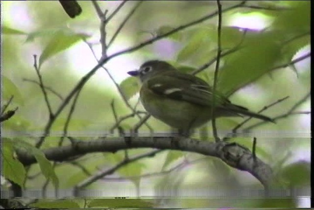 Blue-headed Vireo - ML436883