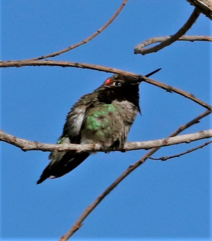 Anna's Hummingbird - ML436883141