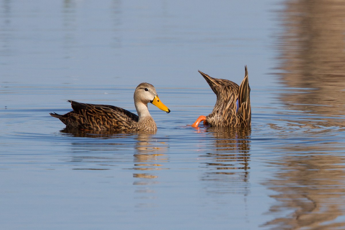 Mottled Duck - ML43688341