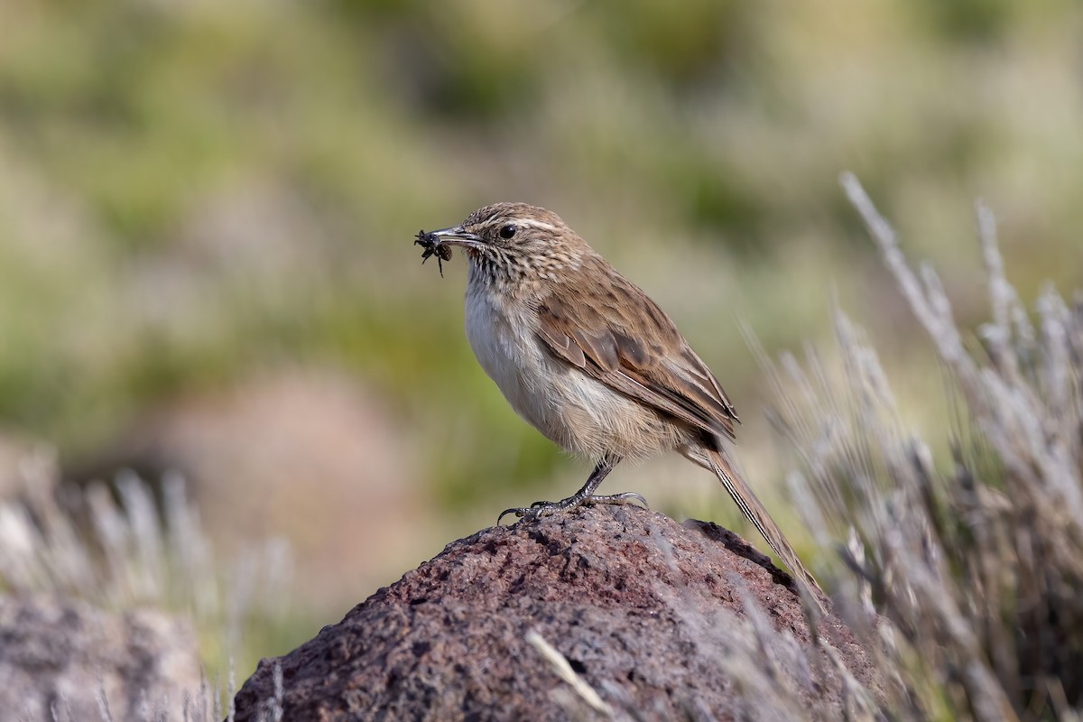 Streak-throated Canastero - Thibaud Aronson