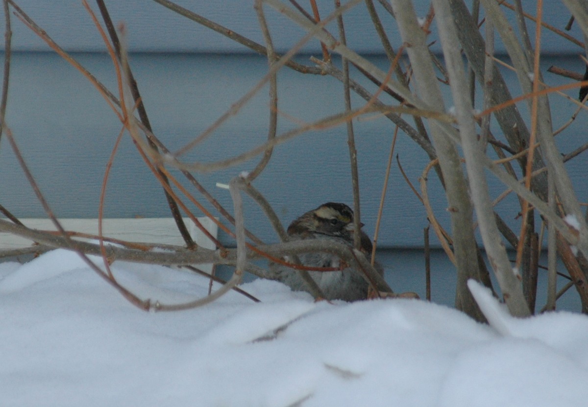 White-throated Sparrow - ML43688371