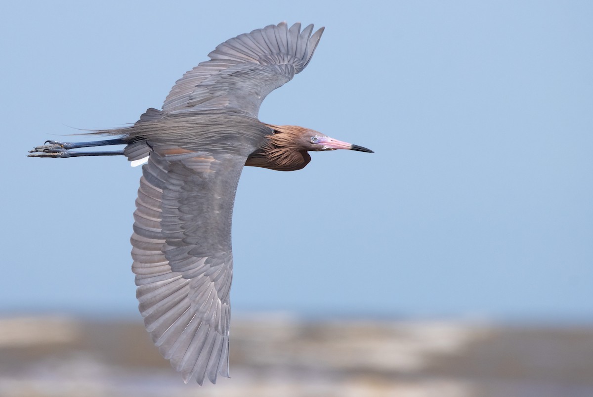 Reddish Egret - ML436884061