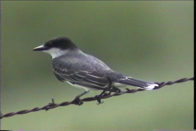 Eastern Kingbird - ML436885