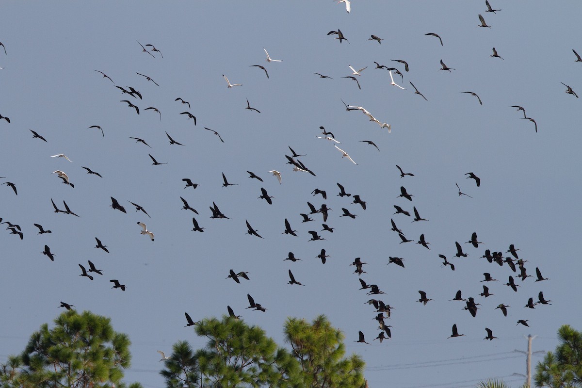 Glossy Ibis - ML43688501