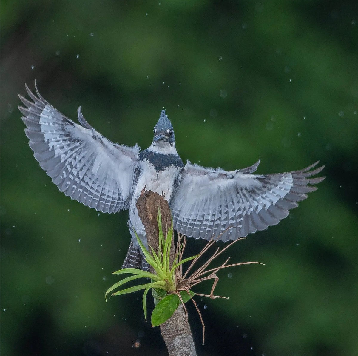 Belted Kingfisher - RICARDO Rojas Arguedas