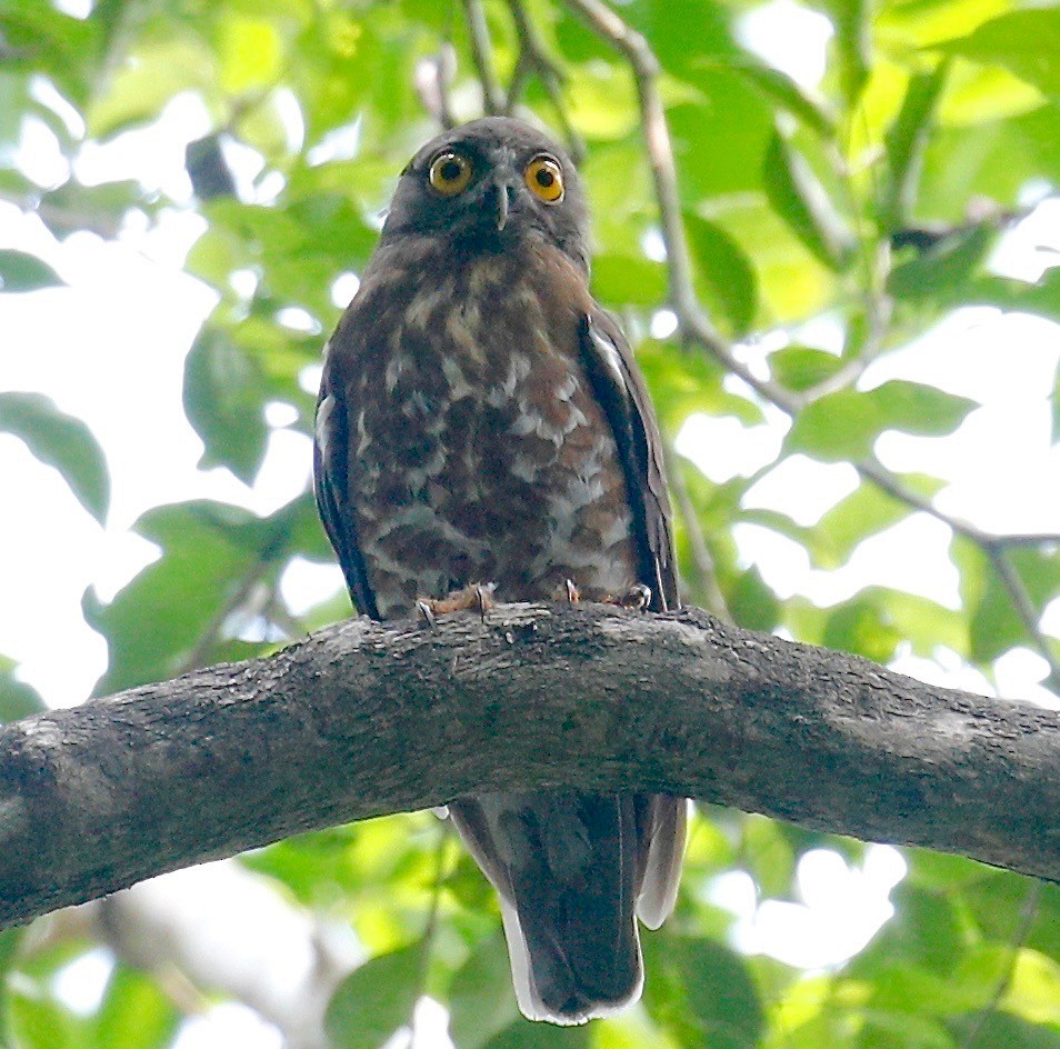 Brown Boobook - ML436885671