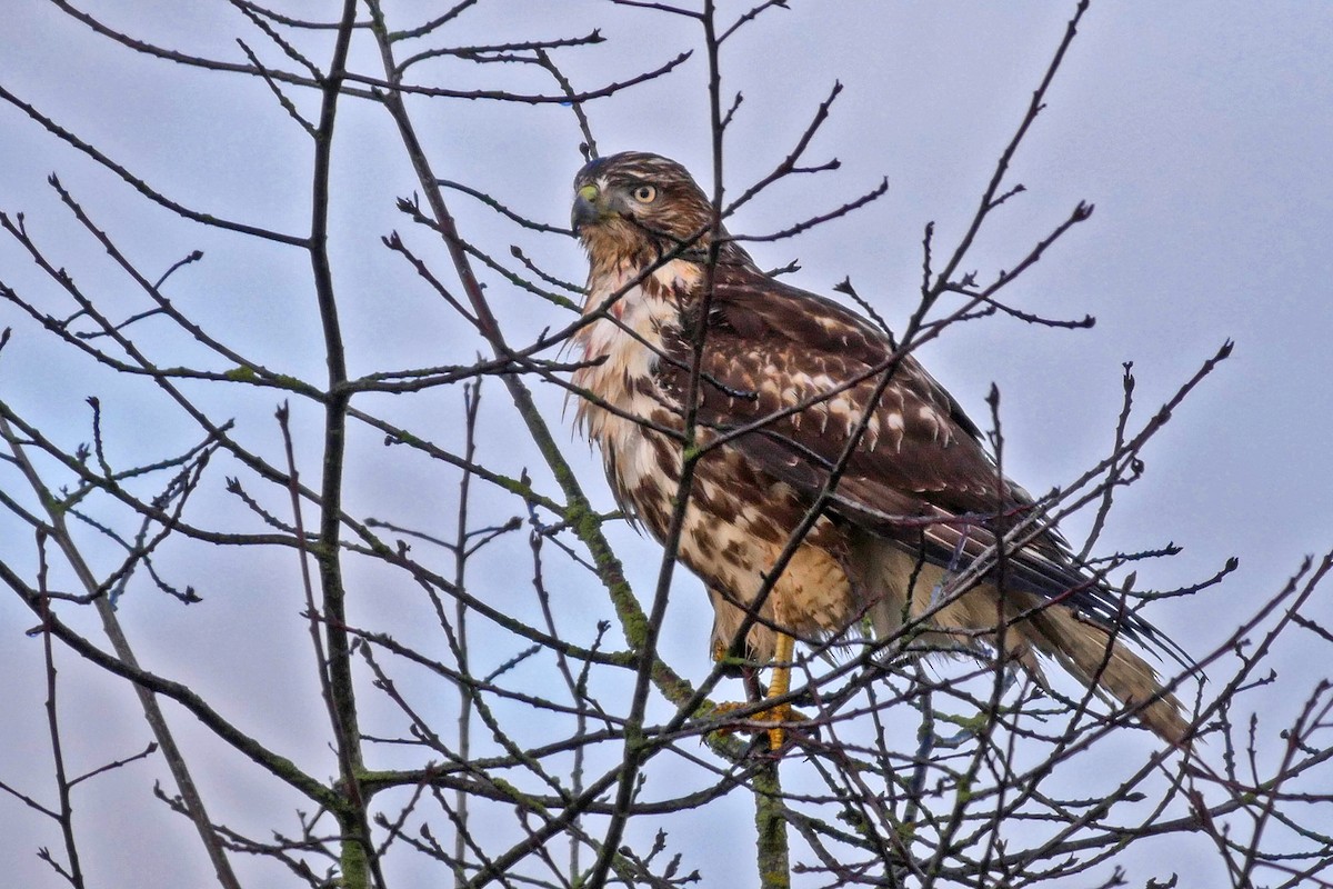 Red-tailed Hawk - ML43688601