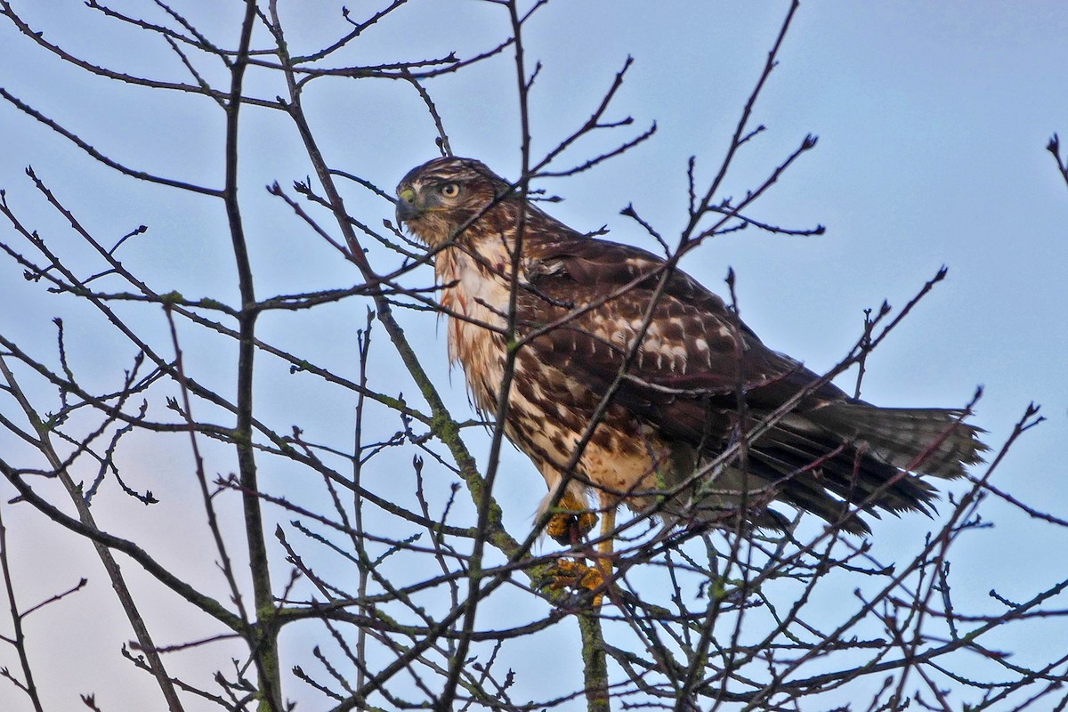 Red-tailed Hawk - ML43688611