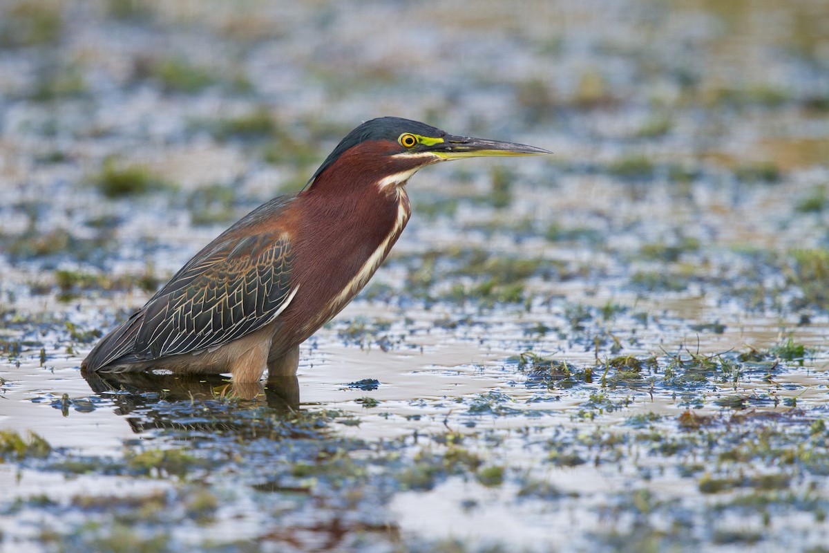 Green Heron - ML43688621