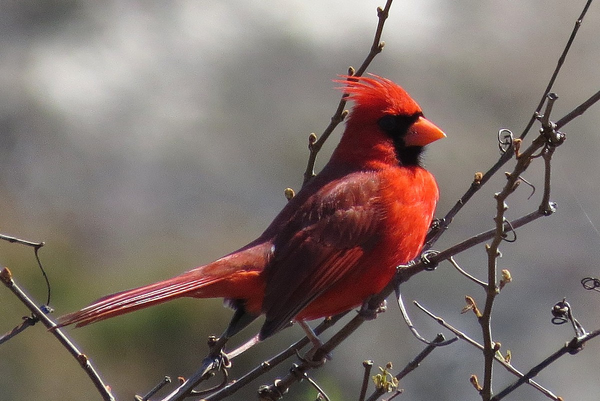 Northern Cardinal - ML436887161