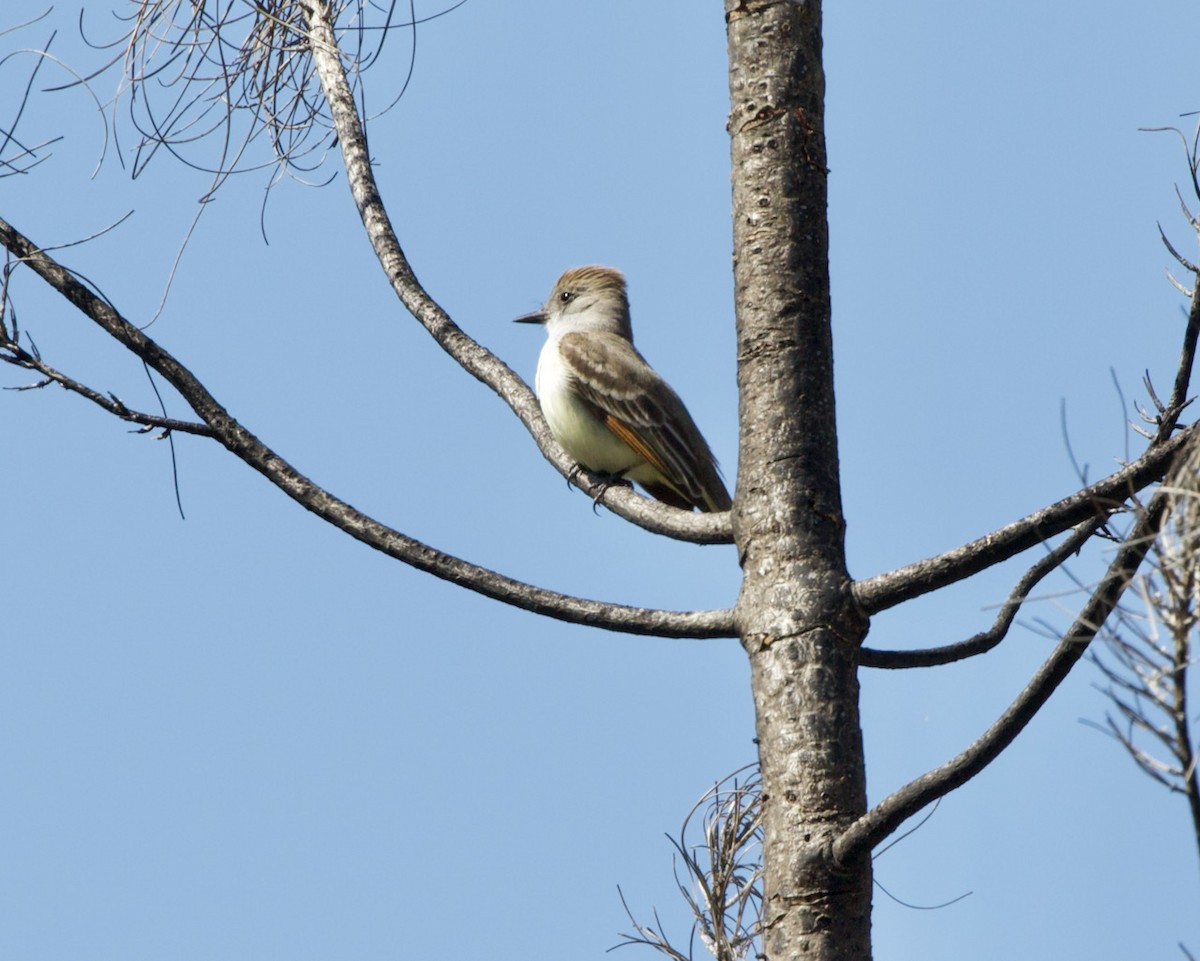 Ash-throated Flycatcher - ML436887801