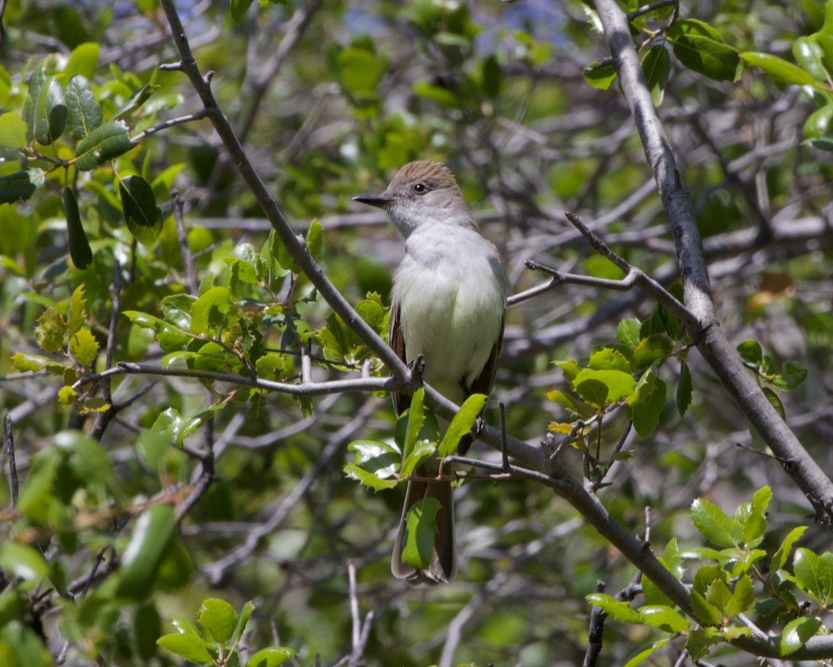 Ash-throated Flycatcher - ML436887811