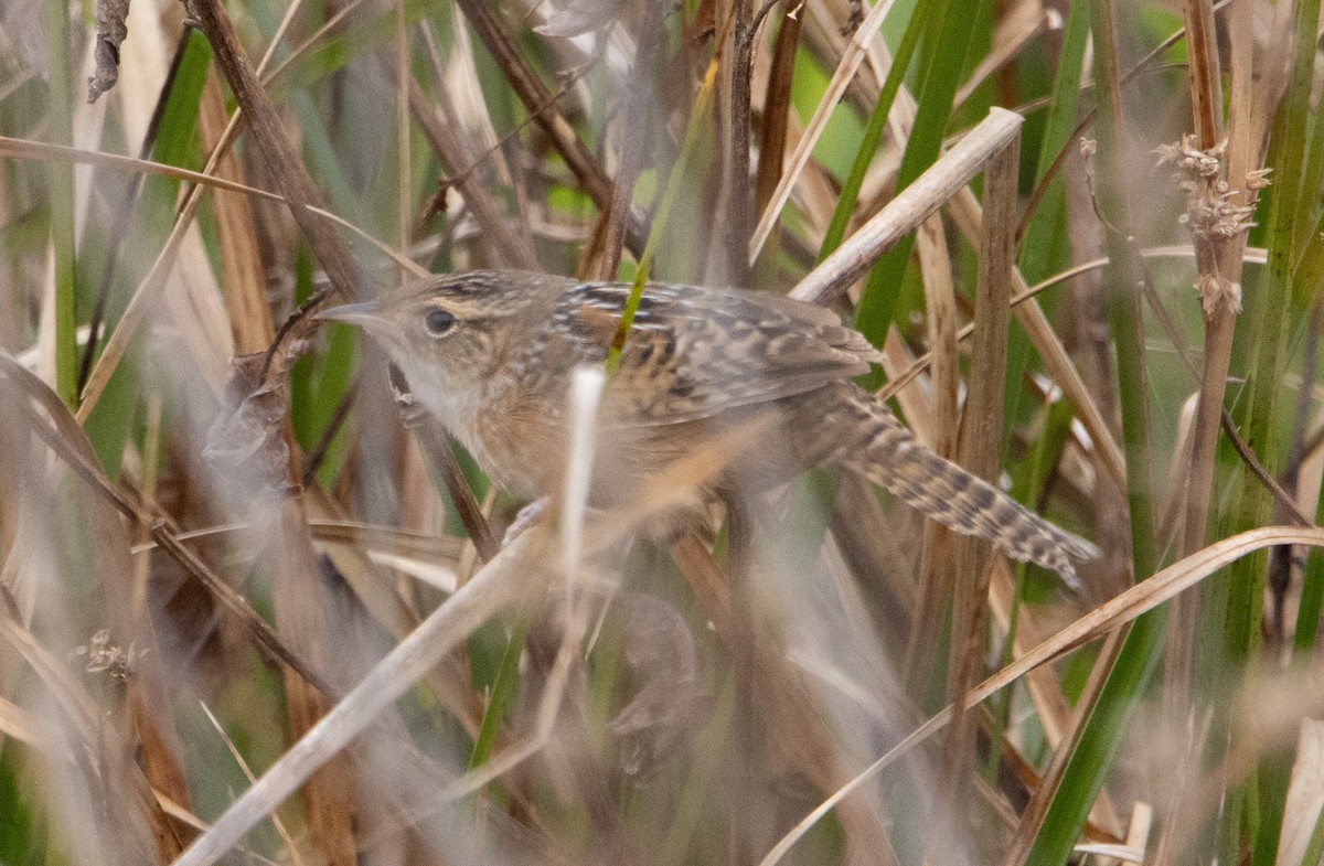 Sedge Wren - ML436887901