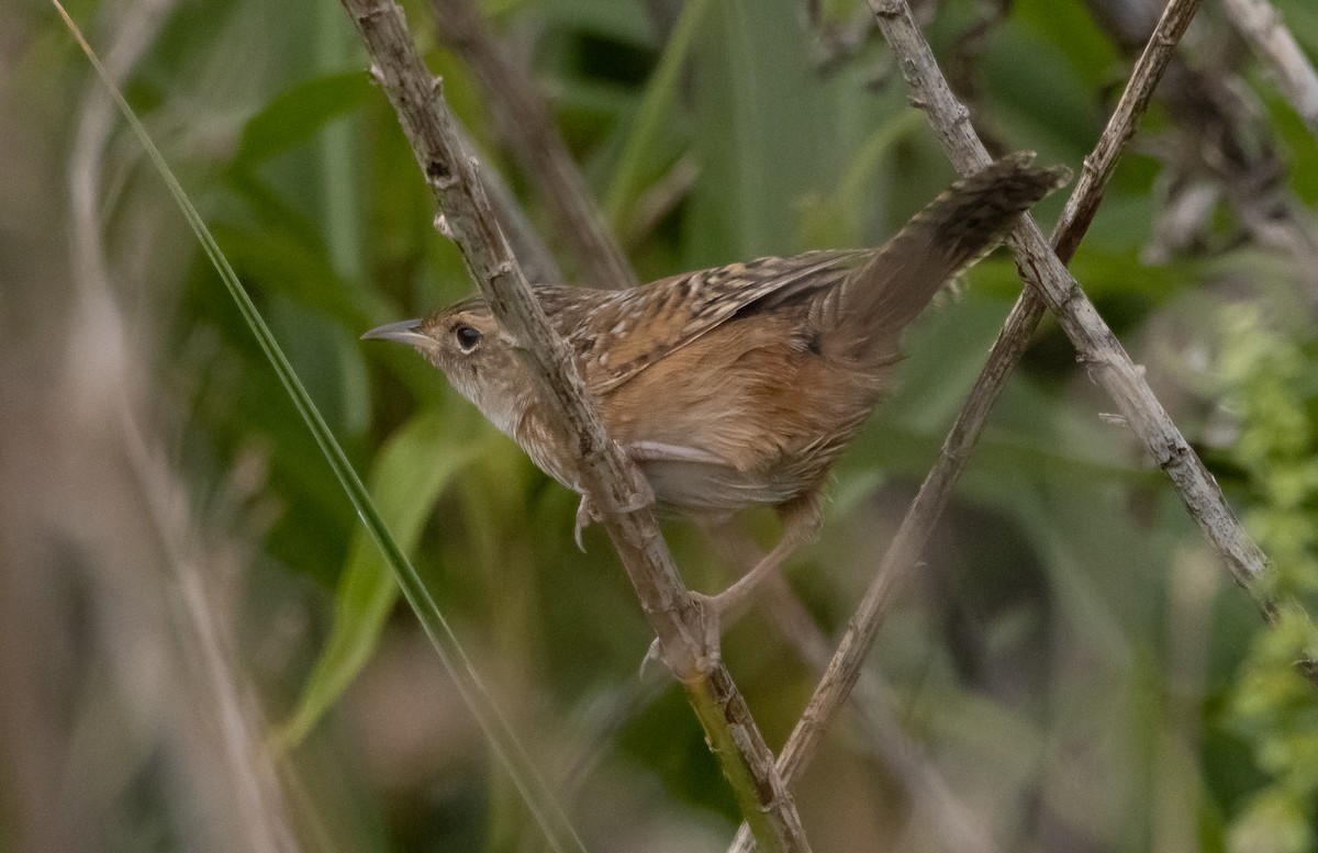 Sedge Wren - ML436887911