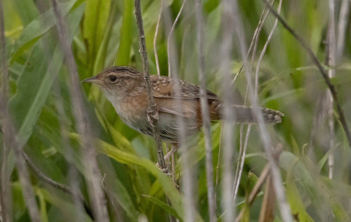 Sedge Wren - ML436887921