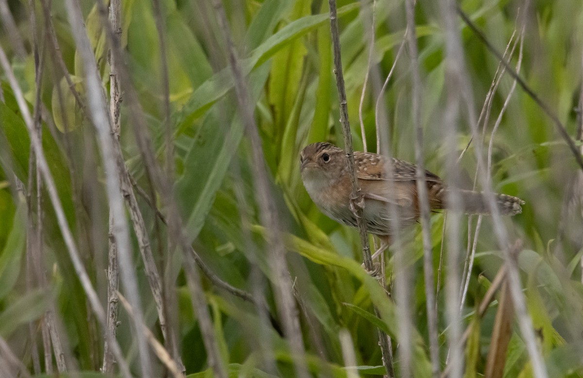 Sedge Wren - ML436887971