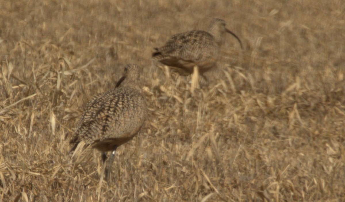 Long-billed Curlew - ML436889091