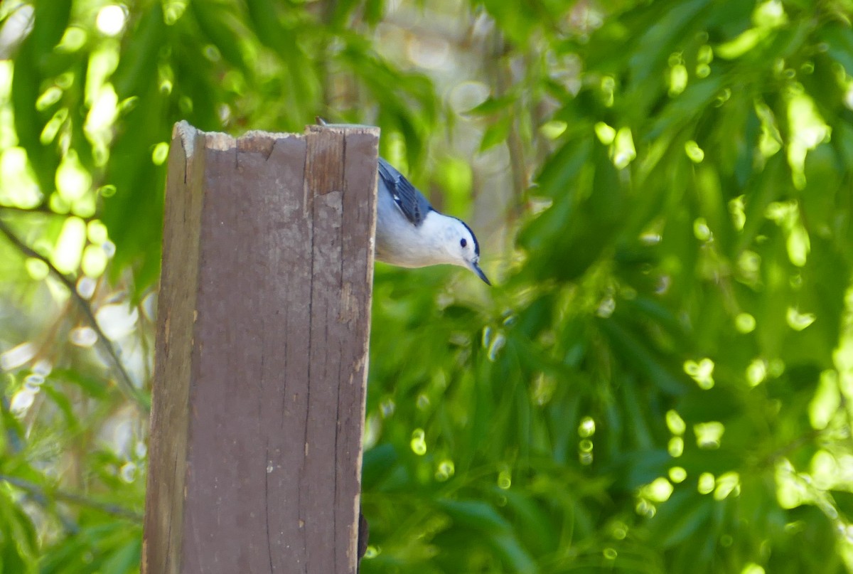 White-breasted Nuthatch - ML436890901