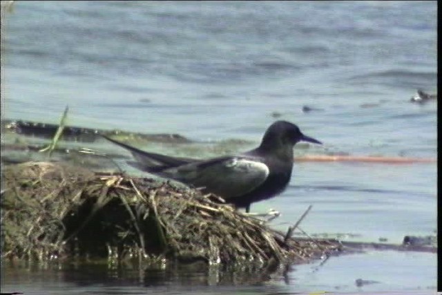 Black Tern (American) - ML436891