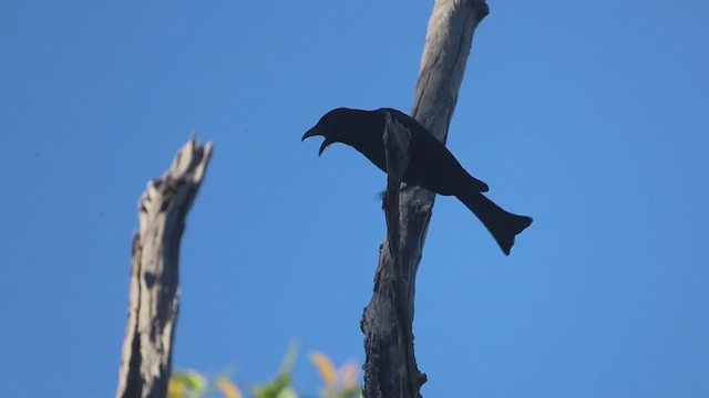 Drongo Escamoso - ML436893761