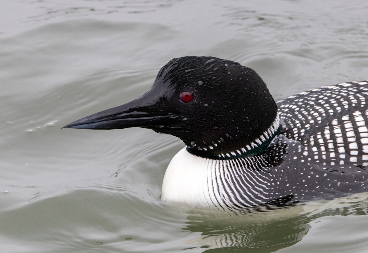 Common Loon - ML436895271