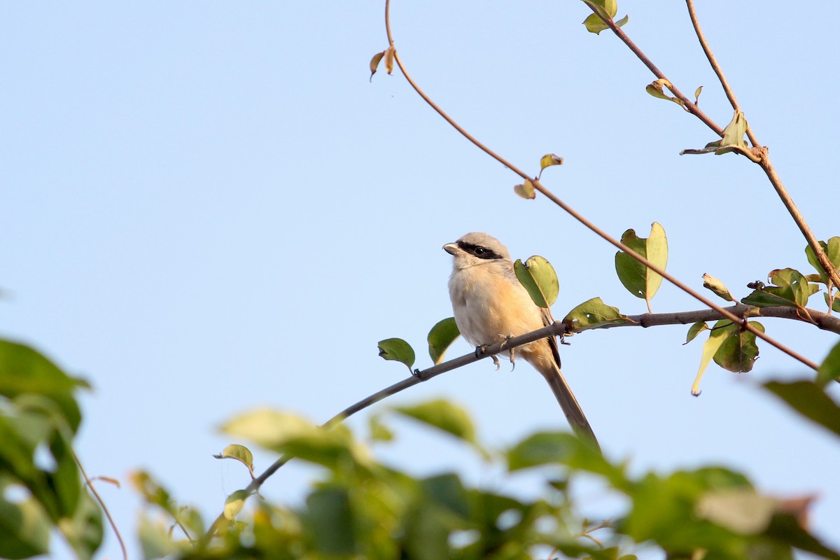 Long-tailed Shrike - ML43689571