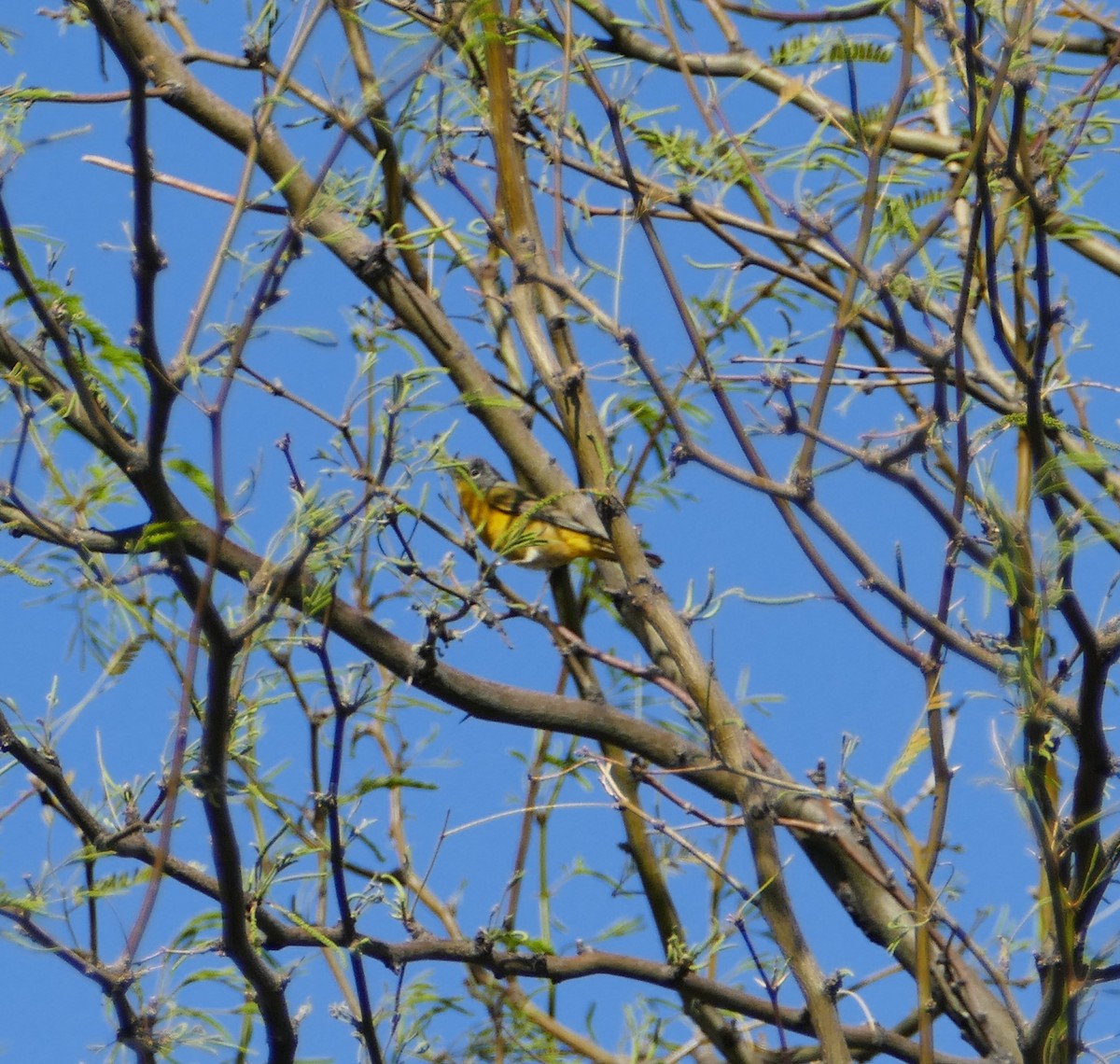 Nashville Warbler - John Foster