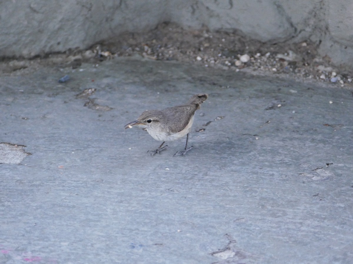 Rock Wren - John Foster