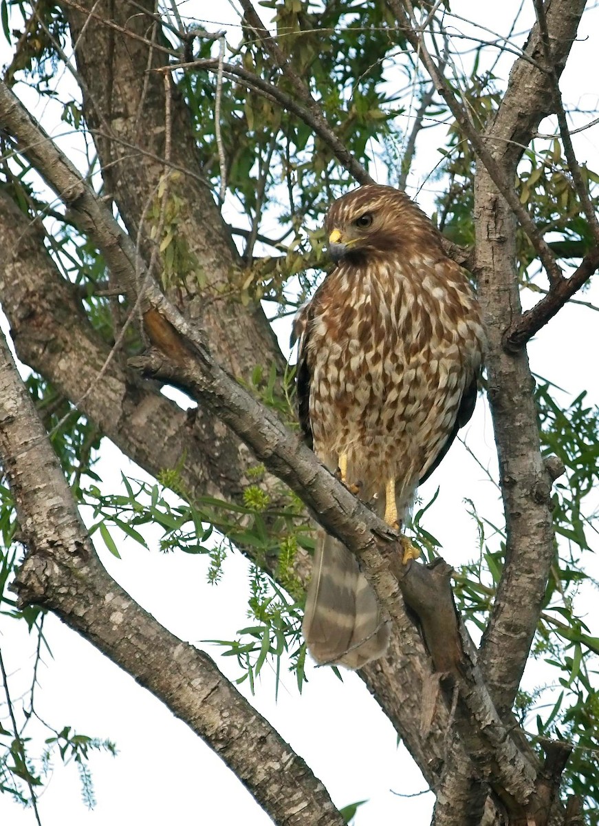 Red-shouldered Hawk - ML436897271