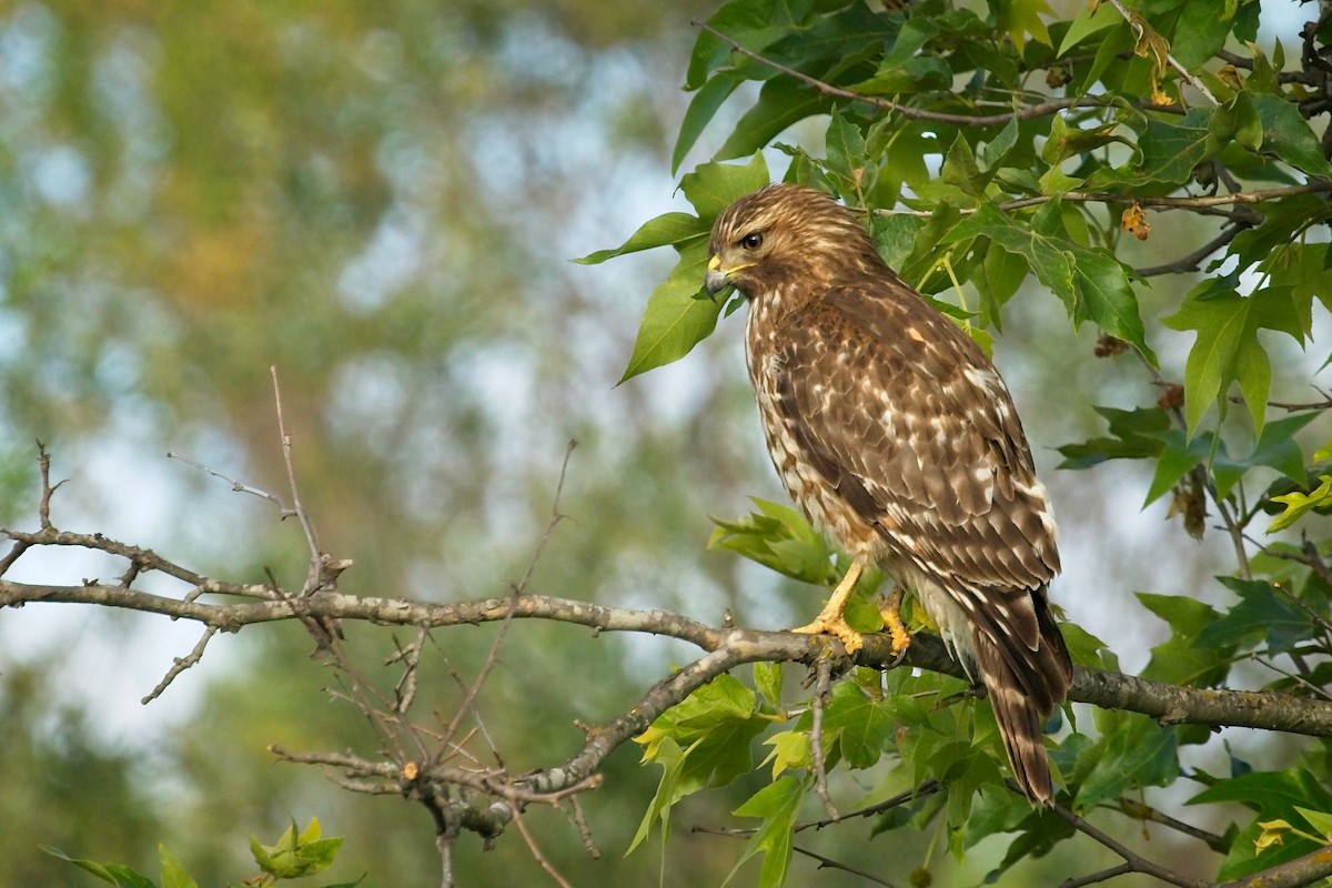 Rotschulterbussard - ML436897291