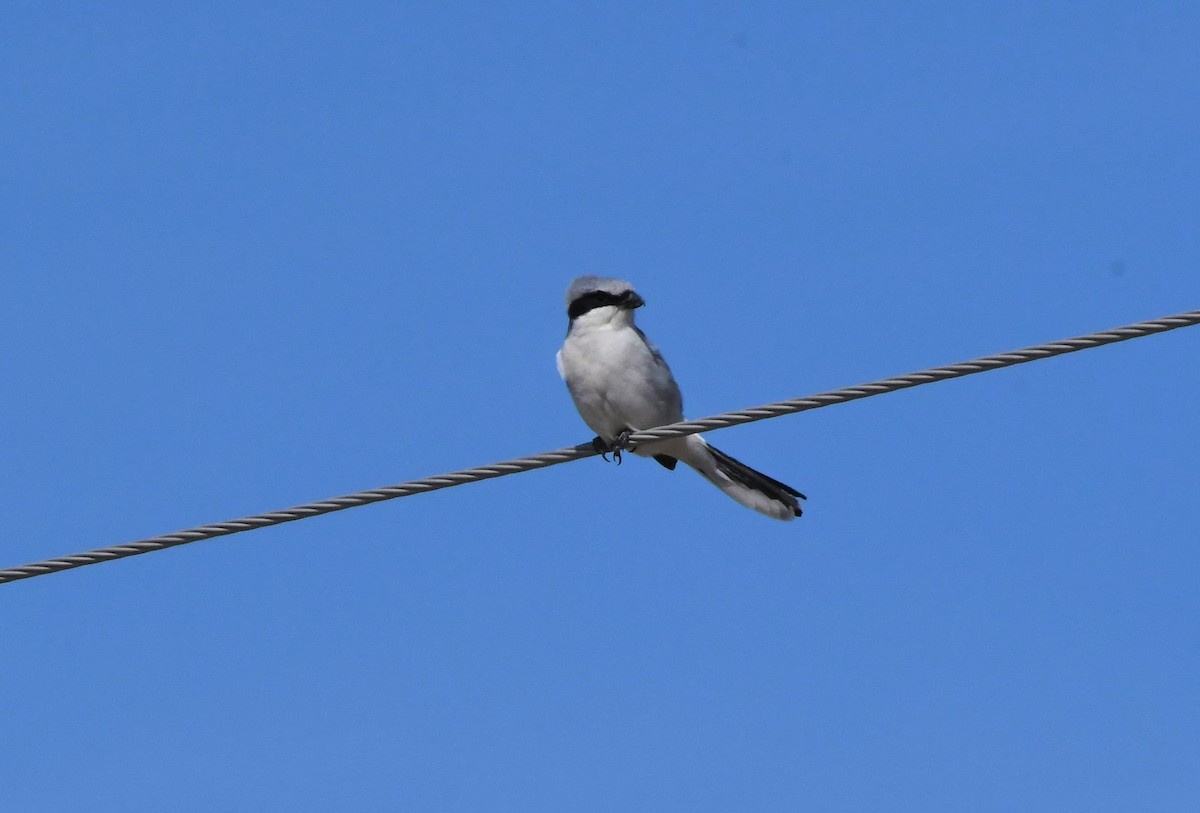 Loggerhead Shrike - ML436897301