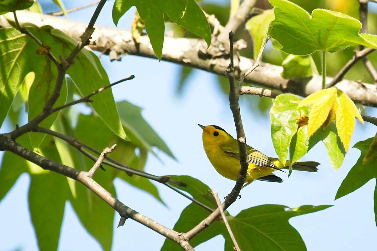 Wilson's Warbler - Christopher Adler