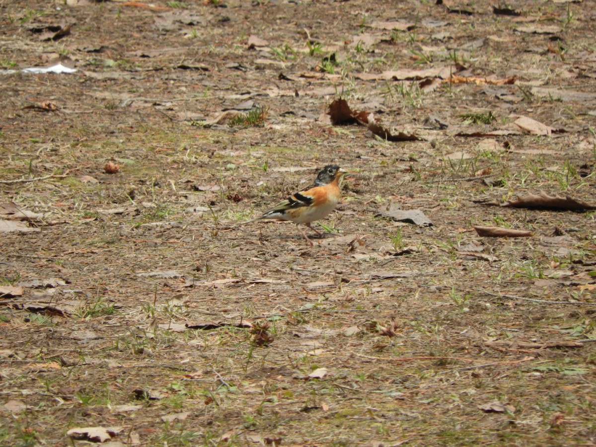 Brambling - ML436898651