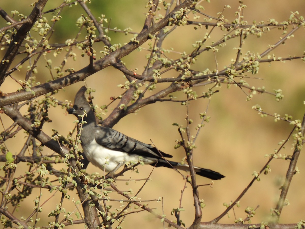 White-bellied Go-away-bird - David Clarance