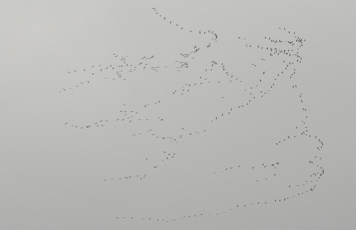 Snow Goose - ML436899231