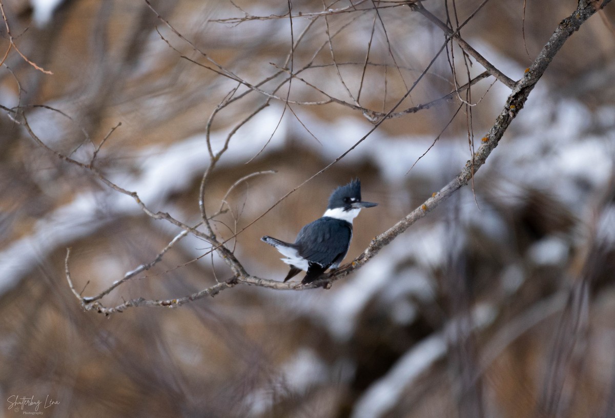 Belted Kingfisher - Michael Stenhouse