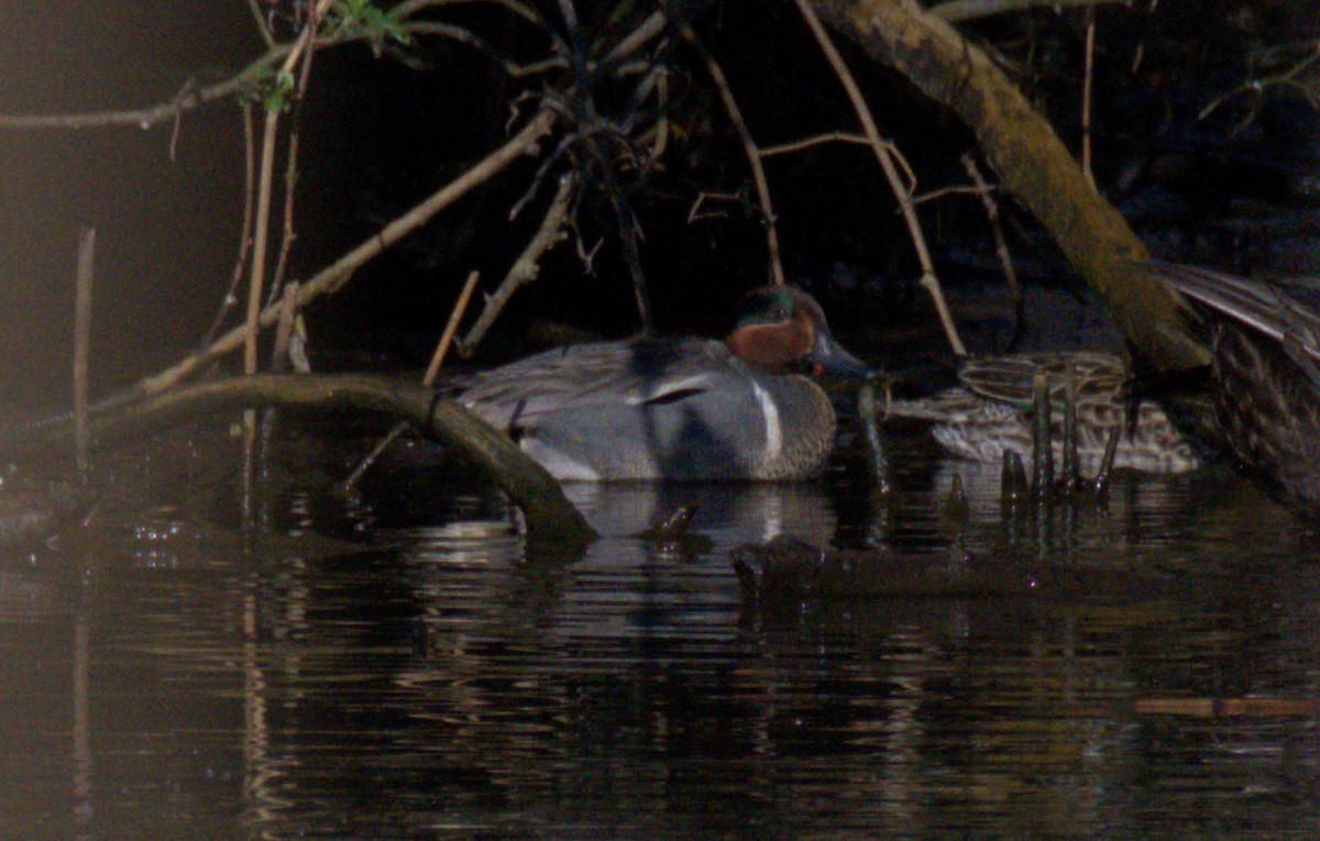 Green-winged Teal (Eurasian x American) - ML436900161