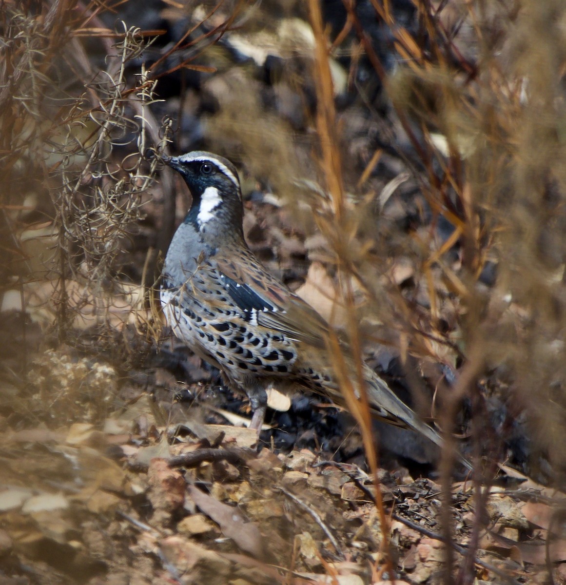 Spotted Quail-thrush - ML436901991