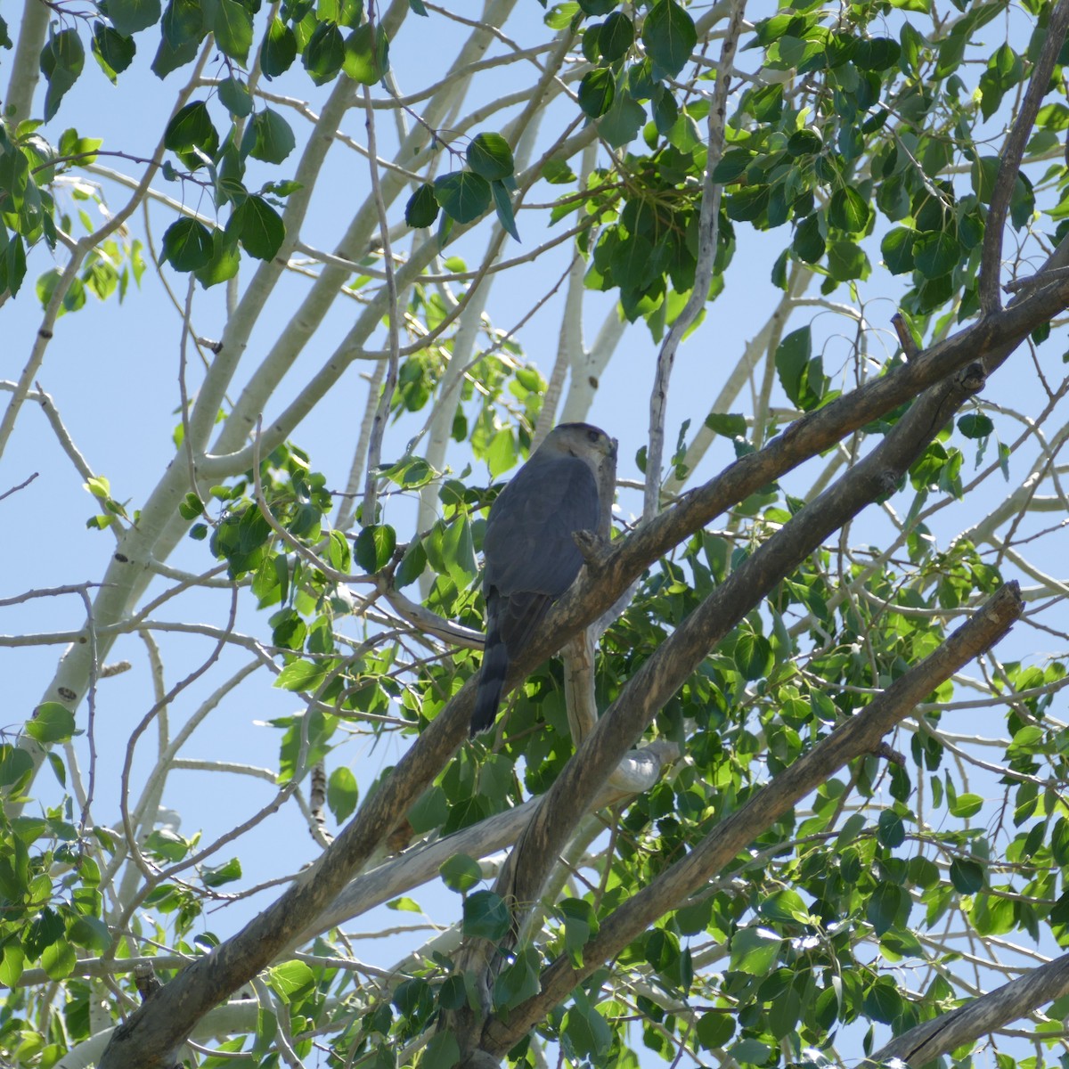 Cooper's Hawk - ML436902511