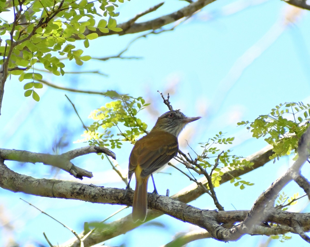 Bright-rumped Attila - Samantha Ke Rodriguez